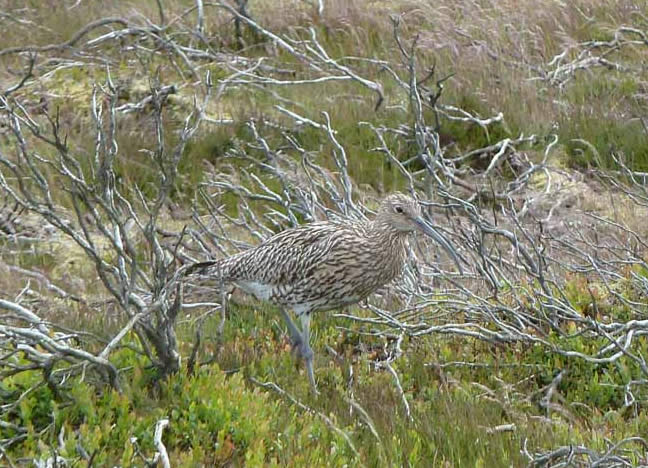 Curlew